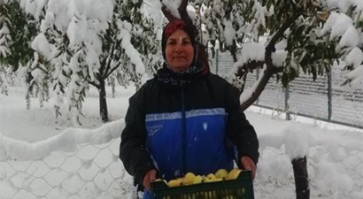 Kar Yağışı Meyve Ağaçlarına Zarar Verdi