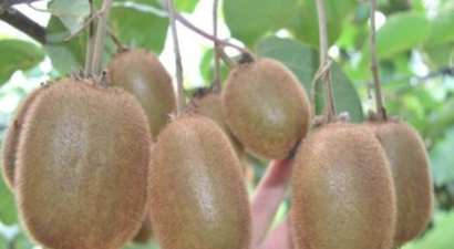 Düşük Rekoltenin İthal Kivi Miktarını Artırması Bekleniyor