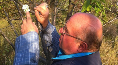 Bursa`da Kirazlar Çiçek Açtı