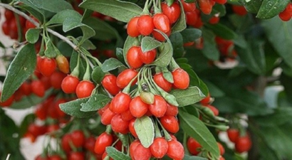 Kurt Üzümü Çivrilli Çiftçiye Umut Oldu