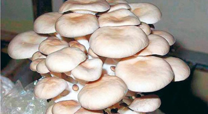 İstiridye Mantarı Köylünün Ek Geçim Kaynağı Olacak