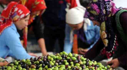 Mudanya`da Zeytin Alımları Başladı