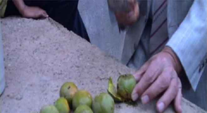 Muş`ta Kar ve Don Ceviz Üreticisini Vurdu