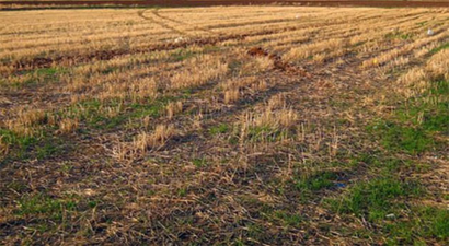 Nadas Alanlarını Alternatif Ürünlerle Değerlendirelim