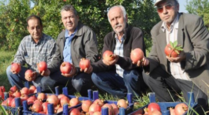 Nar Üreticisi Devletten Destek Bekliyor