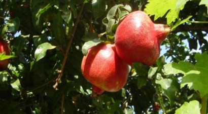 Narda Rekolte Düştü, Fiyat Arttı