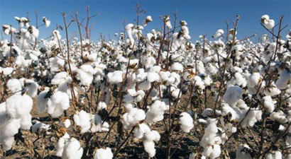 Hatay`da kuraklık `beyaz altını` da vurdu