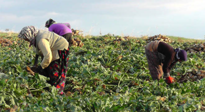 Pancar söküm avansının üçüncüsü ödenecek