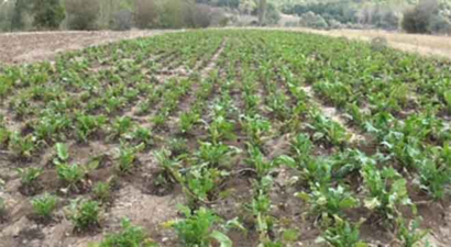 Kırklareli`nde Pancarın, Tarladan Sofraya Pekmez Yolculuğu