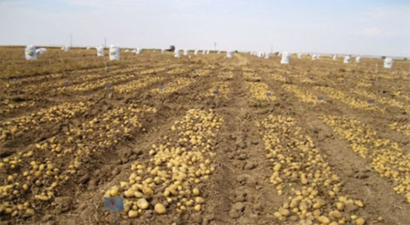 Patates Tarlaları, Ekmek Kapısı Oldu