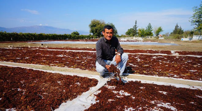 Sarıgöl`de Çileli Üzüm