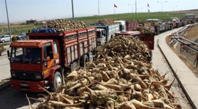 Şeker Fabrikalarının Pancar İhtiyacının Yarısını 3 İl Karşılıyor