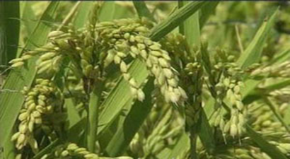 Yaz sıcaklığı çeltik üretimini vurdu