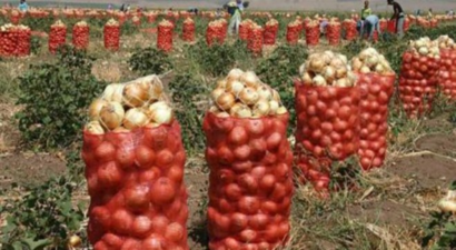 Soğan Hasadı Başladı, Üretici Memnun