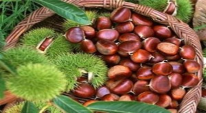 Sonbahar Yağışları, Kestane Üreticisinin Yüzünü Güldürdü