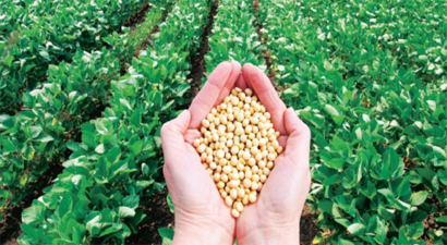 Yerli Tohum 145 Bin Tondan 743 Bin Tona Ulaştı