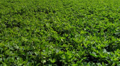 Iğdır`da Deneme Yonca Ekimi