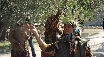 Zeytinde Büyük Kayıp