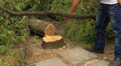 600 Meyve Ağacı Bir Gecede Kesildi