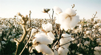 Antalya`da Pamuk Rekoltesi Düştü