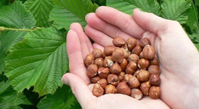 Giresun, ABD`lileri fındık yatırımına çağırıyor