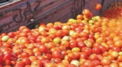 Antalya`da 27 Ton Domates İmha Edildi