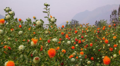 Türkiye Aspir Üretiminde Rekora Koşuyor