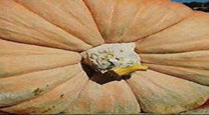 Erciş`te 73 Kiloluk Kabak Yetiştirdi