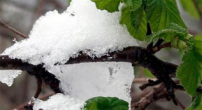 Fındık Üreticisinin Yüzü Tarsim`le Güldü