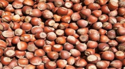 Fiskobirlik, Fındık Alımlarında 5 Bin Tonu Aştı