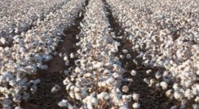 On Bin Ton Pamuk Tarlada Kaldı