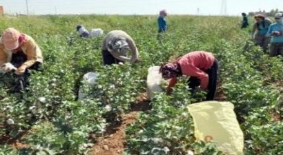 Pamuk Rekoltesinde Düşme Tehlikesi