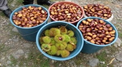 Sinop`ta Kestane Üretimi