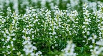 Bitkisel Protein Kaynağı Acı Bakla