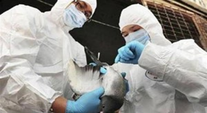 BM`den Yeni `Kuş Gribi` Uyarısı