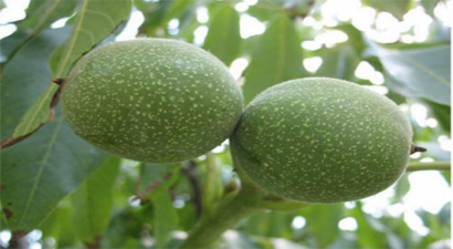 Ceviz ağacı güvence altına alınıyor