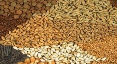 Çiftçi Kaliteli Tohuma Yöneliyor