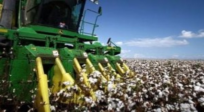 Çiftçinin Yüzü Pamukda Güldü