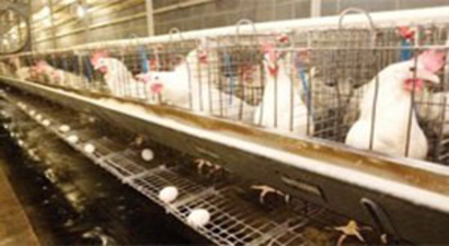 Çiftlik hayvanları artık refaha erecek