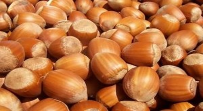 Fındıkta Alan Bazlı Destek Müjdesi