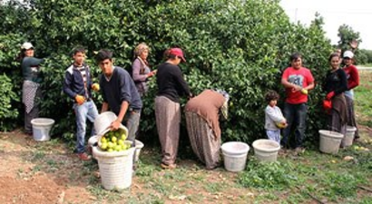 Fiyatı 10 liradan 75 kuruşa düştü