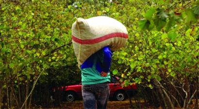 Fındık Üreticisine Külleme Hastalığı Uyarısı