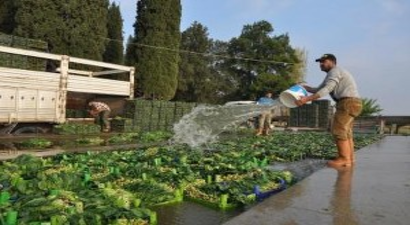 Foça`da Ispanak Hasadı Başladı
