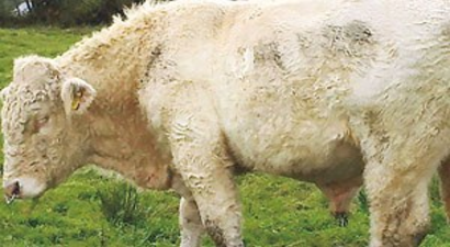 `Gay` boğa kurtuldu