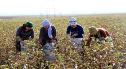 Kadınlar Sincar ve Kobani`ye Destek İçin Pamuk Tarlalarında Çalışıyor