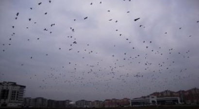 Kargalar, Çiftçilerin Korkulu Rüyası Oldu.