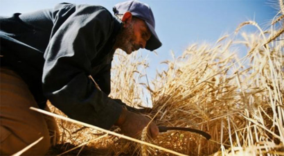 Kırıkkale`de Çiftçilere Fark Ödemesi Müjdesi