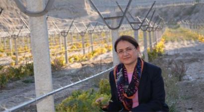 Kum Ocağı Üzüm Bağı Oldu