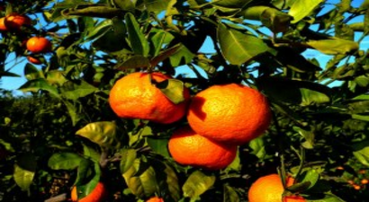 50 bin ton mandalina risk altında