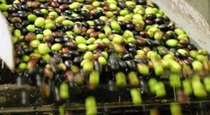 Marmarabirlik`ten İlk Ödeme 14 Kasım`da